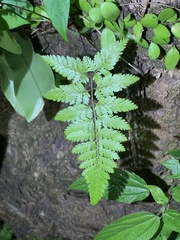Davallia divaricata