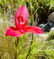 Disa uniflora