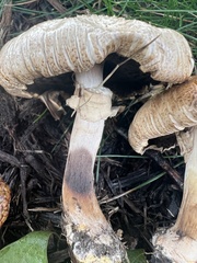 Agaricus