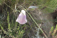 Gladiolus patersoniae