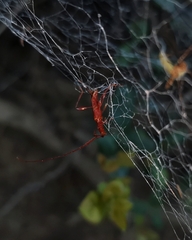 Chenoderus testaceus