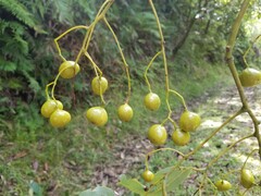 Cryptocarya macrodesme