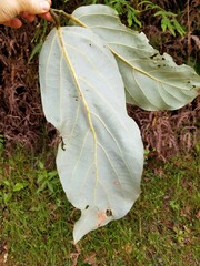 Cryptocarya macrodesme