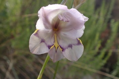 Gladiolus patersoniae