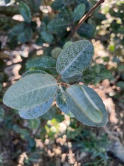 Ceroplastes japonicus