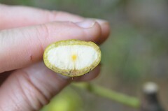 Cryptocarya macrodesme