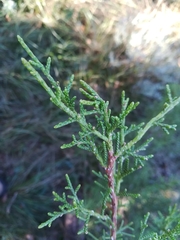 Juniperus phoenicea