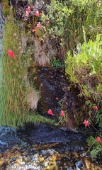 Disa uniflora