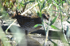 Porzana porzana