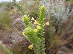Struthiola argentea