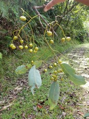 Cryptocarya macrodesme
