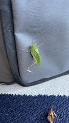 Microcentrum retinerve