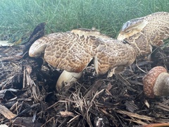 Agaricus