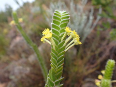 Struthiola argentea