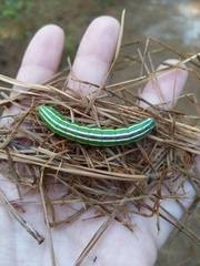Lapara coniferarum