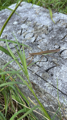 Tenodera sinensis