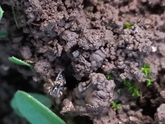 Stenaelurillus lesserti