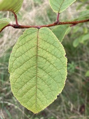 Prunus padus