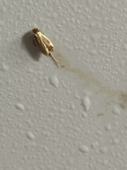 Tineinae
