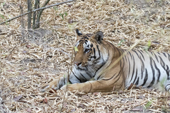 Panthera tigris tigris