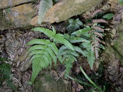 Dryopteris varia