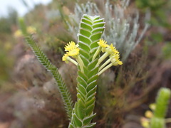 Struthiola argentea