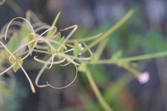 Epilobium ciliatum
