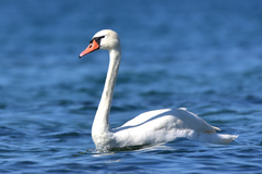 Cygnus olor