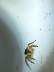 Stenaelurillus lesserti