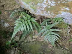Dryopteris varia