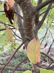 Prunus padus