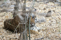 Panthera tigris tigris