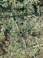 Vachellia constricta