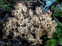 Ramaria