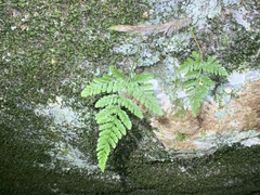 Davallia griffithiana