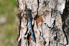 Aeshna caerulea