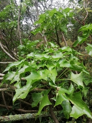 Pittocaulon praecox