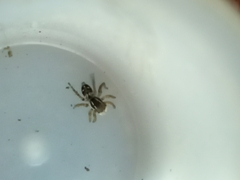 Stenaelurillus lesserti