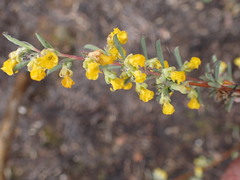 Hermannia diversistipula