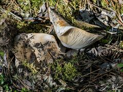 Russula brevipes