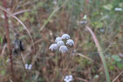 Pimpinella