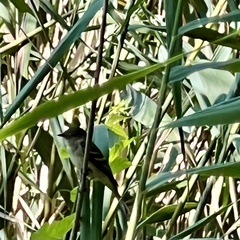 Empidonax