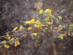 Hermannia diversistipula