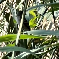 Empidonax