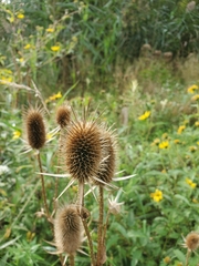 Dipsacus