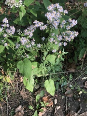 Symphyotrichum drummondii