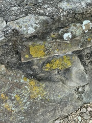 Xanthomendoza weberi