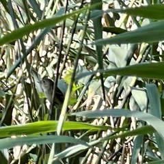 Empidonax