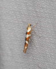 Argyresthia goedartella