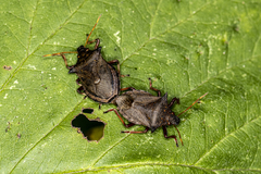 Picromerus bidens